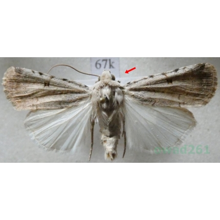 Chersotis margaritacea (de Villers, 1789) Czech67k